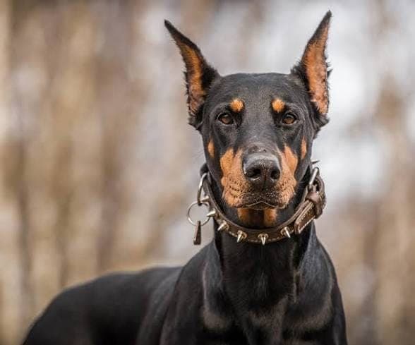 Close portrait of a trained security Doberman