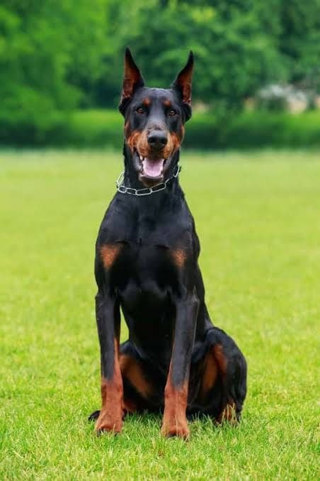 Trained Doberman security dog standing alert